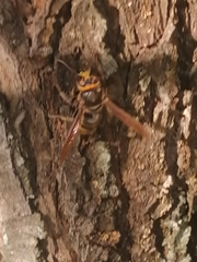 Vespa crabro altaica