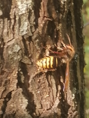 Vespa crabro altaica