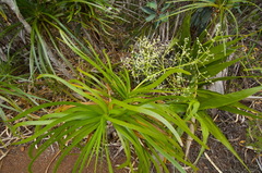 Lomandra insularis