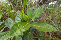 Gardenia aubryi