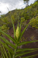Flagellaria neocaledonica