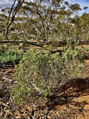 Olearia muelleri