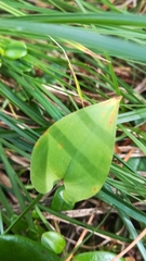 Maianthemum bifolium
