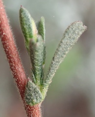 Hermannia joubertiana