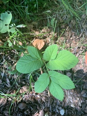 Aegopodium podagraria