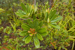 Xanthostemon aurantiacus