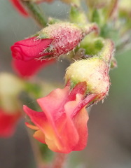 Hermannia joubertiana