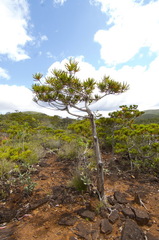Callitris pancheri