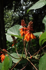 Erythrina arborescens