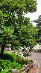 Erythrina arborescens