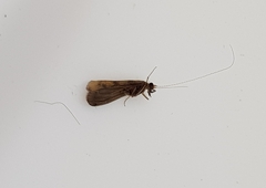 Mystacides longicornis