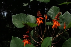 Erythrina arborescens