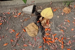 Erythrina arborescens