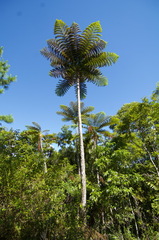 Sphaeropteris