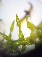 Elodea canadensis