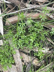 Galium
