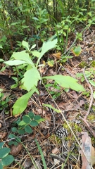 Artemisia integrifolia
