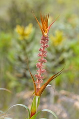 Dracophyllum