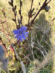 Cichorium