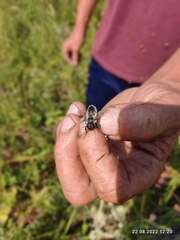 Megachile rotundata