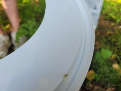 Chironomoidea