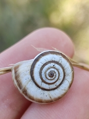 Helicella itala