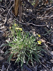 Goodenia willisiana