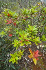 Hibbertia trachyphylla