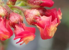 Hermannia joubertiana