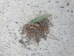 Tetramorium tsushimae