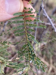 Vachellia bidwillii
