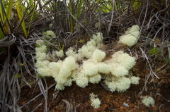Cladonia pycnoclada