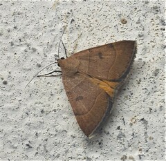 Plecopterodes moderata