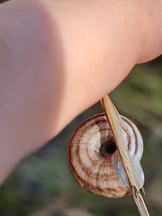 Helicella itala