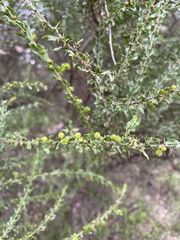 Acacia paradoxa