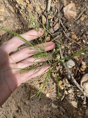 Cyanothamnus subsessilis