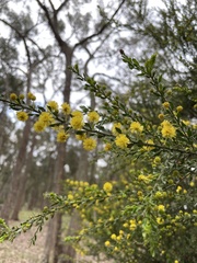 Acacia paradoxa