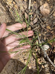 Cyanothamnus subsessilis