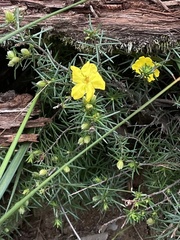 Hibbertia riparia