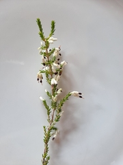 Erica imbricata