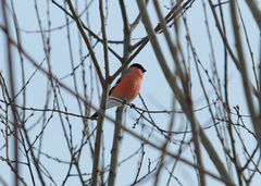 Pyrrhula pyrrhula