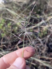 Aristida