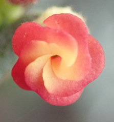 Hermannia joubertiana