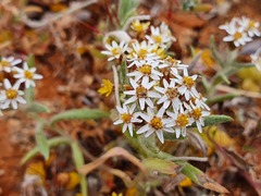 Asteraceae
