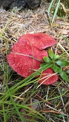 Suillus asiaticus