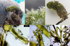 Dasycladus vermicularis