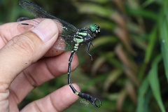 Lamelligomphus camelus