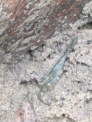 Odontomachus simillimus