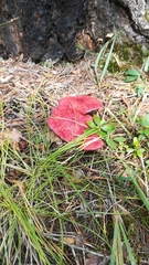 Suillus asiaticus