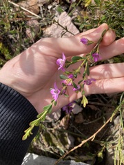 Boronia crenulata